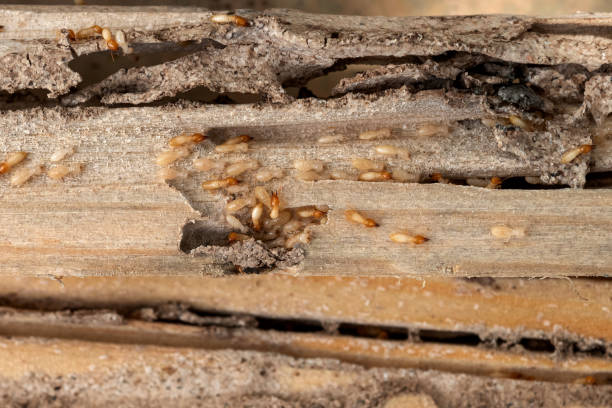 Best Best Pest Control Companies  in Newnan, GA